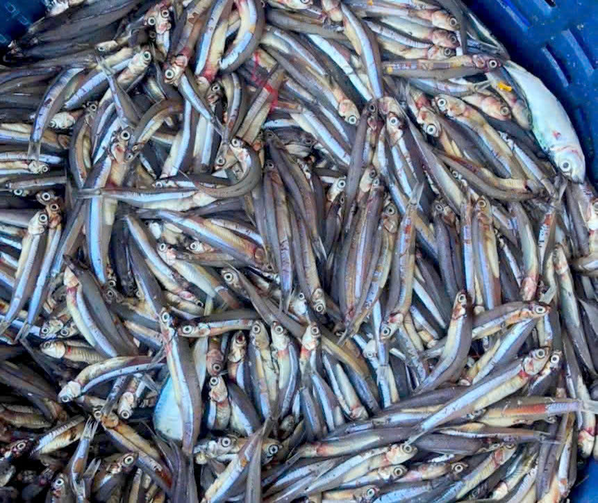 Nước mắm gia truyền  Minh Toàn